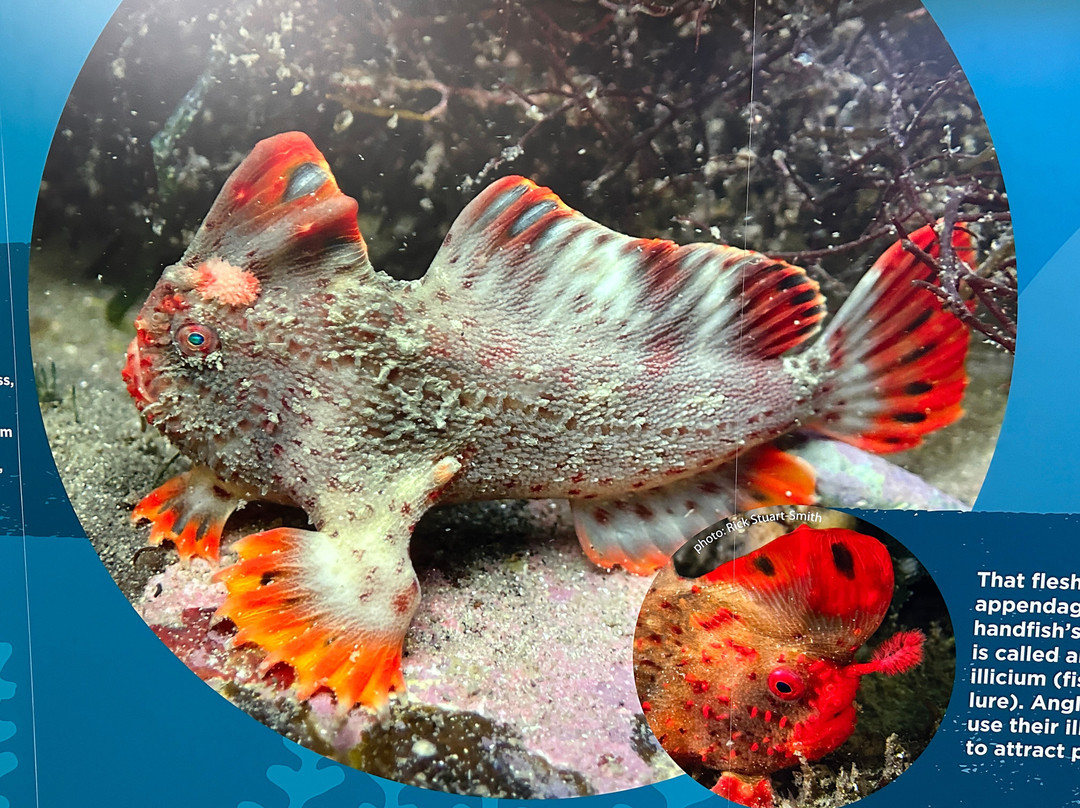 Seahorse World-Beauty Point必去景点