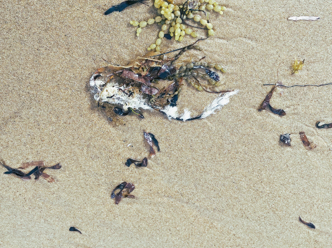 Balnarring Beach景点图片