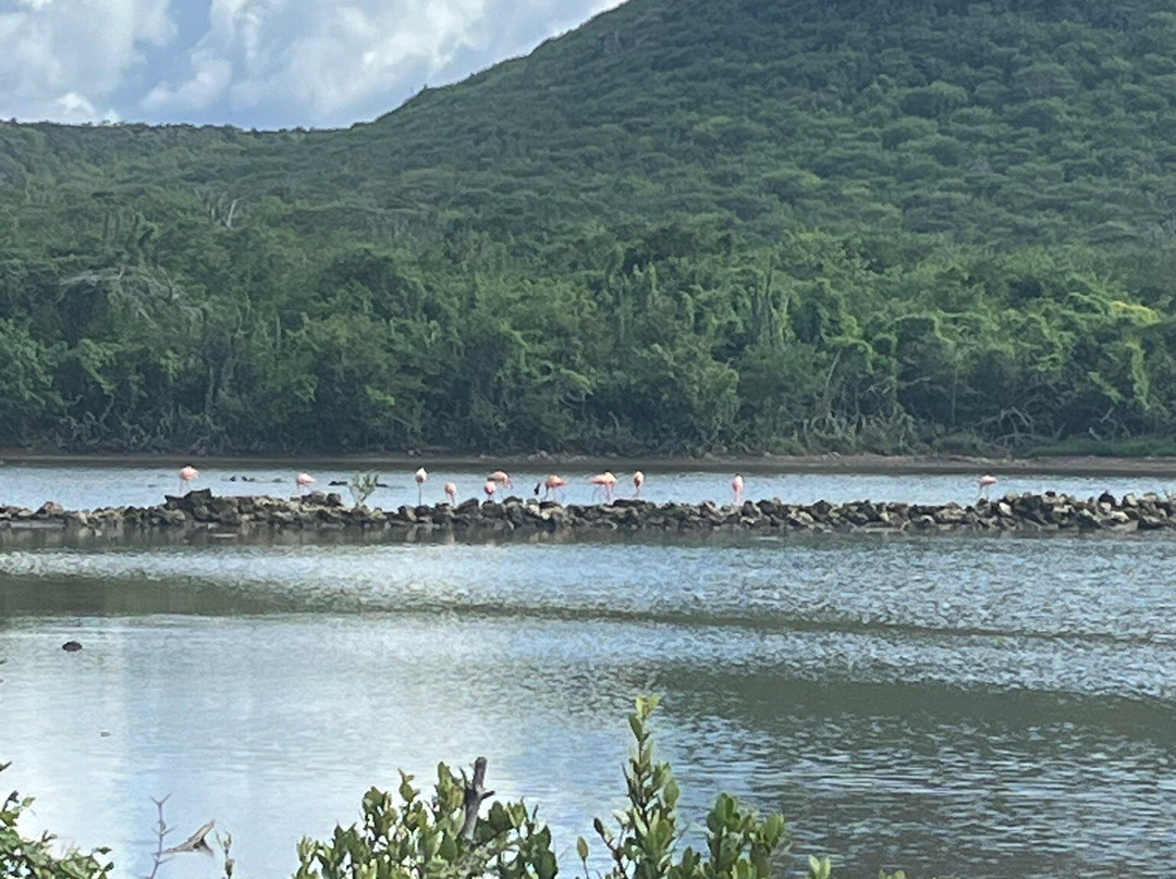Flamingo Sanctuary Sint Willibrordus-Sint Willibrordus必去景点