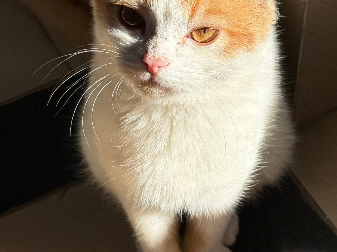 Ashraya Boutique Homestay主图