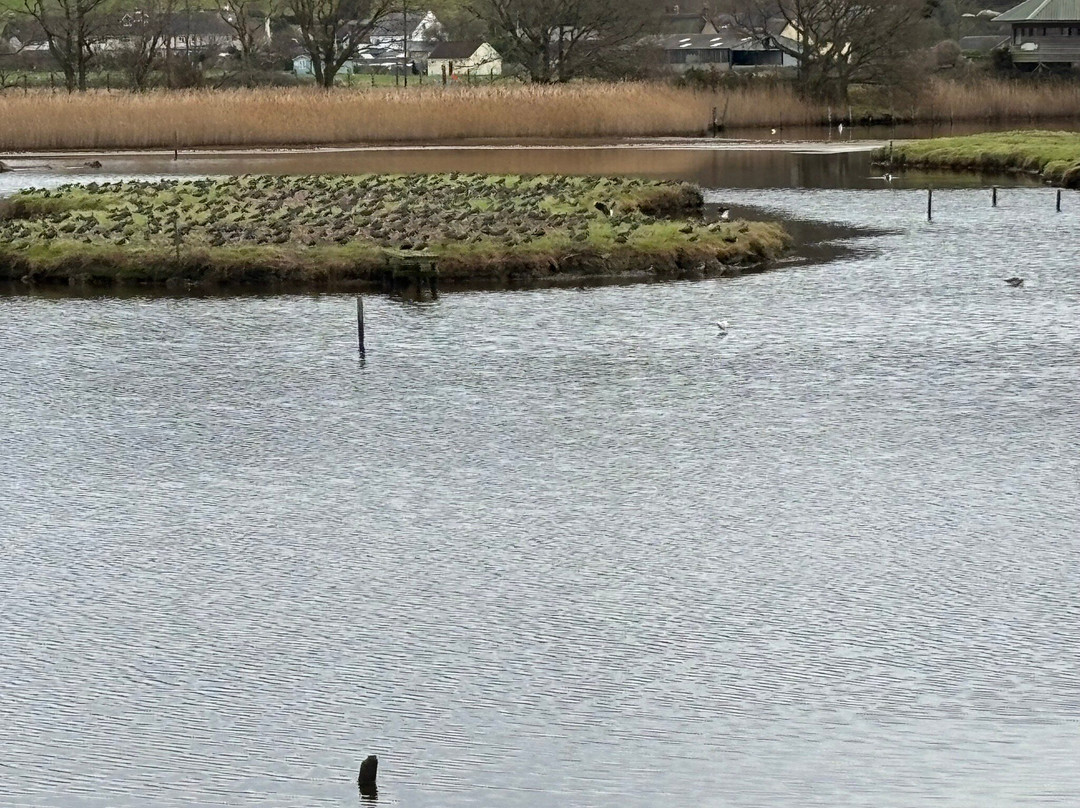 Seaton Wetlands Nature Reserve-Seaton必去景点