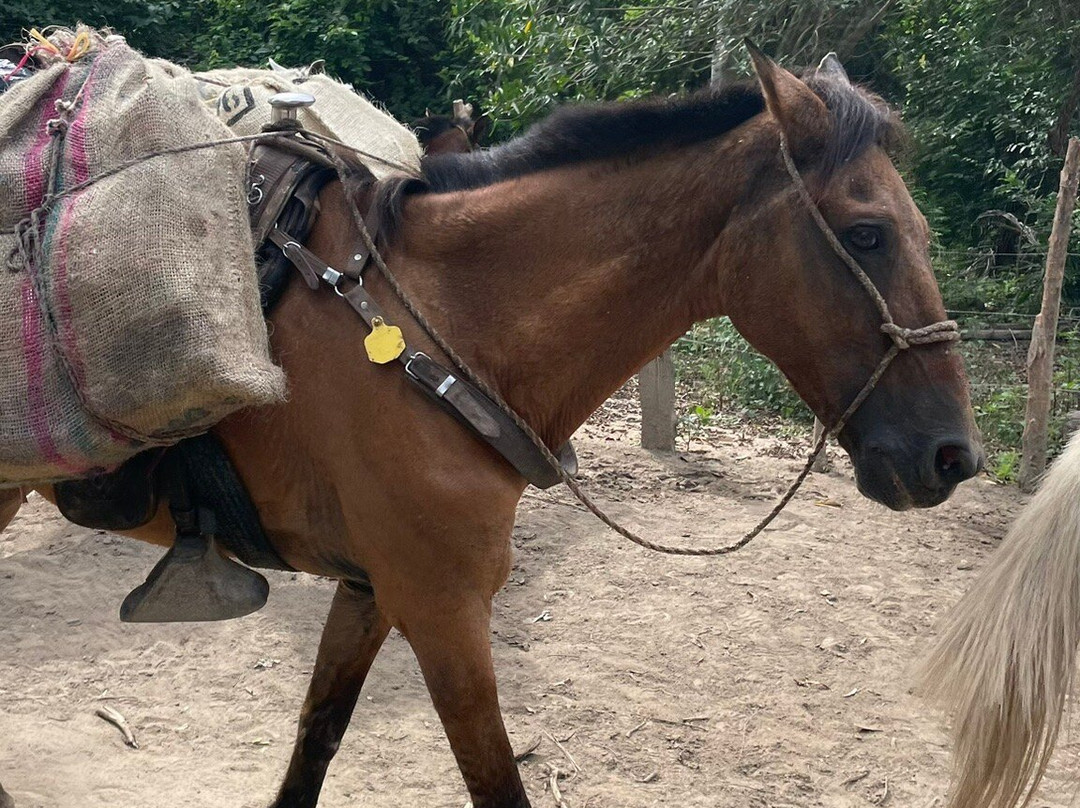 Parque Nacional Natural Tayrona-Puerto Colombia必去景点