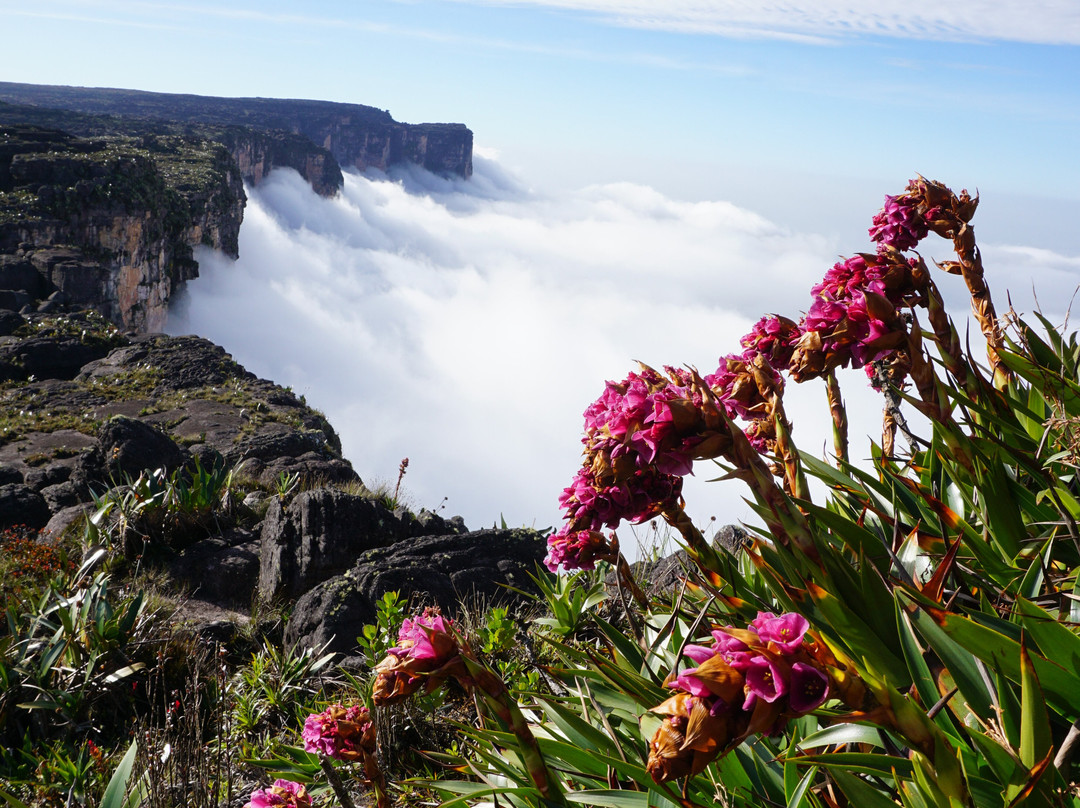 Planeta Roraima Tours景点图片
