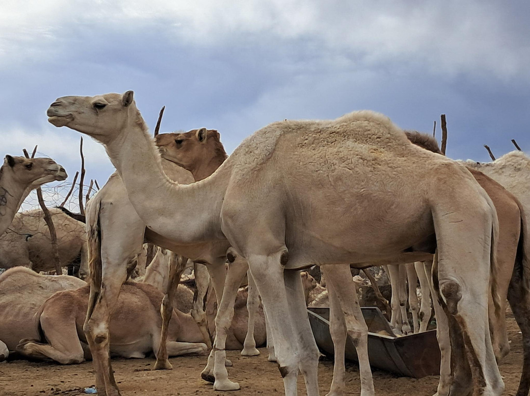Visit Tamanrasset景点图片