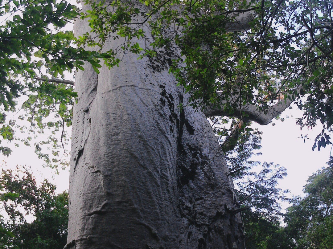 Selous Game Reserve-塞卢斯禁猎区必去景点