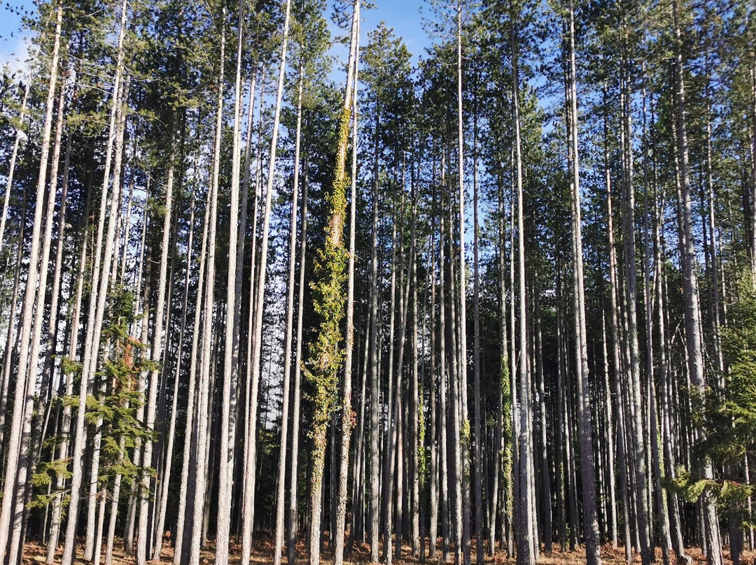 Pindos Resort主图