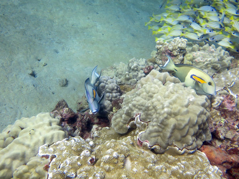 Kauai Dive Co-坡伊普必去景点