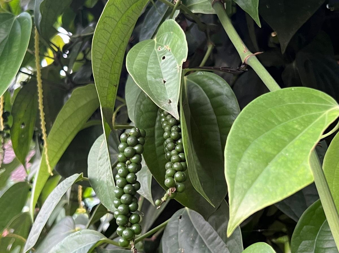Ella Organic Tea Garden景点图片