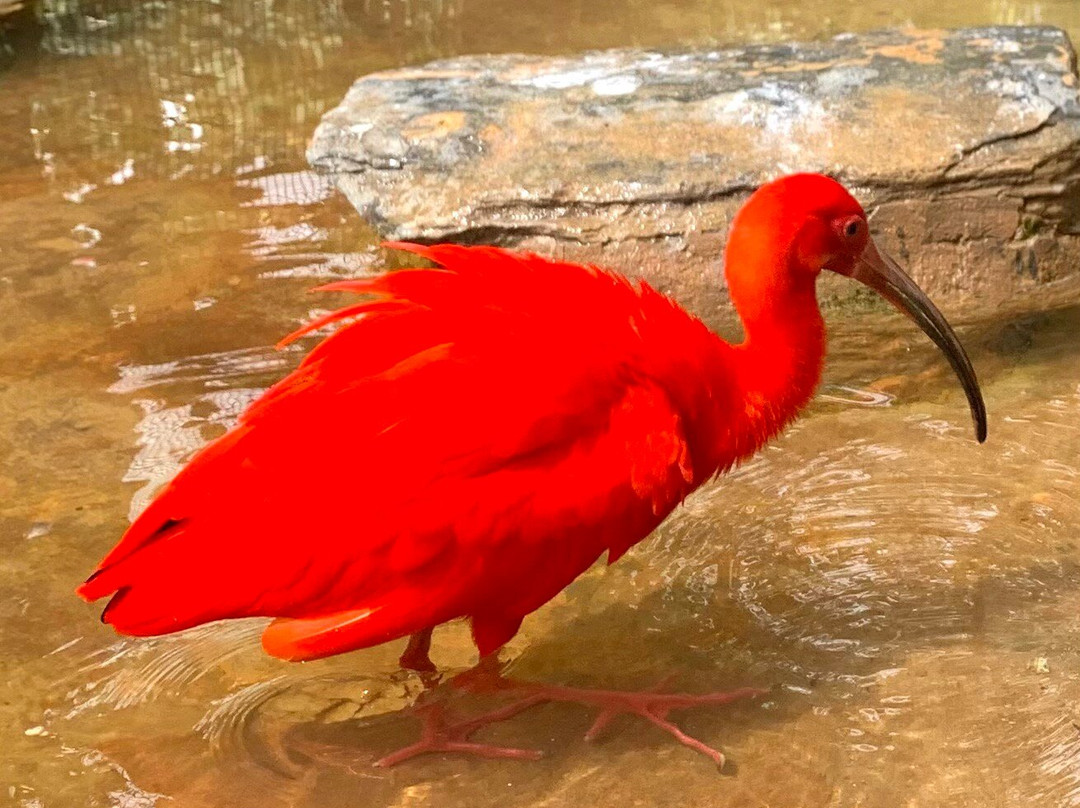 Emperor Valley Zoo-西班牙港必去景点
