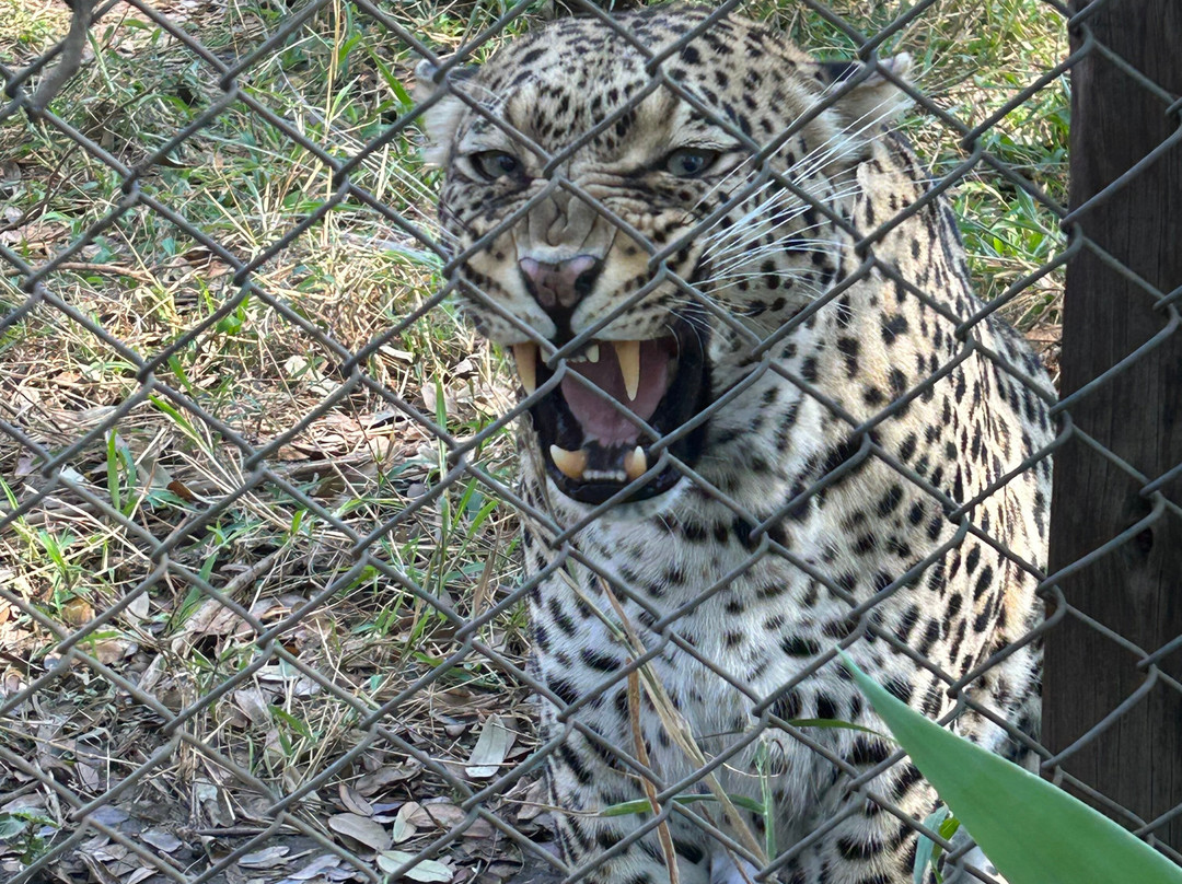 Chipangali Wildlife Orphanage and Research Centre景点图片