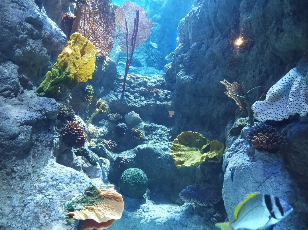 Sharjah Aquarium-沙迦必去景点