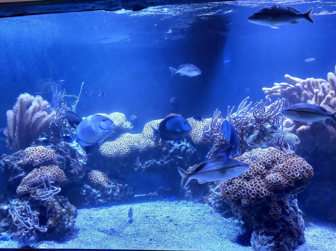 Butterfly House & Aquarium景点图片