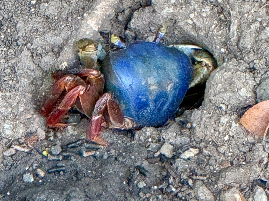 Manuel Antonio, Costa Rica-Savegre必去景点