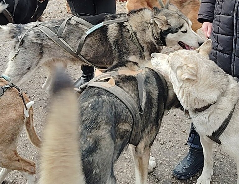 Evasion Canine景点图片