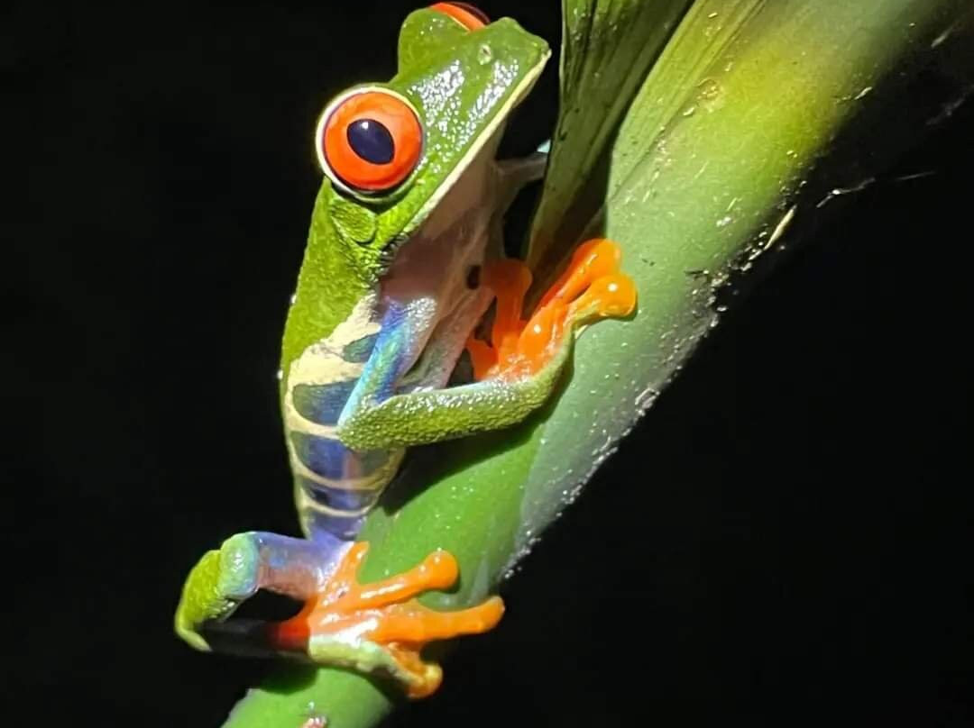 La Quinta Sarapiqui Lodge主图