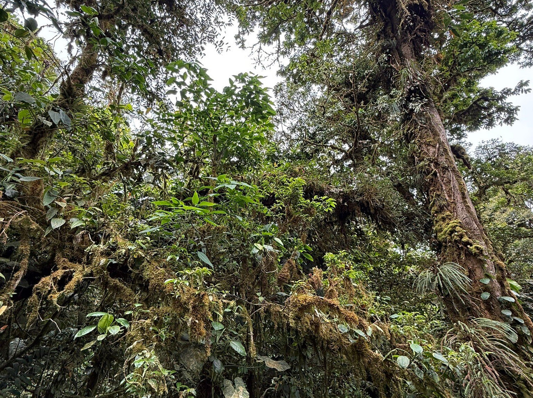 Kindred Spirit Cloud Forest景点图片