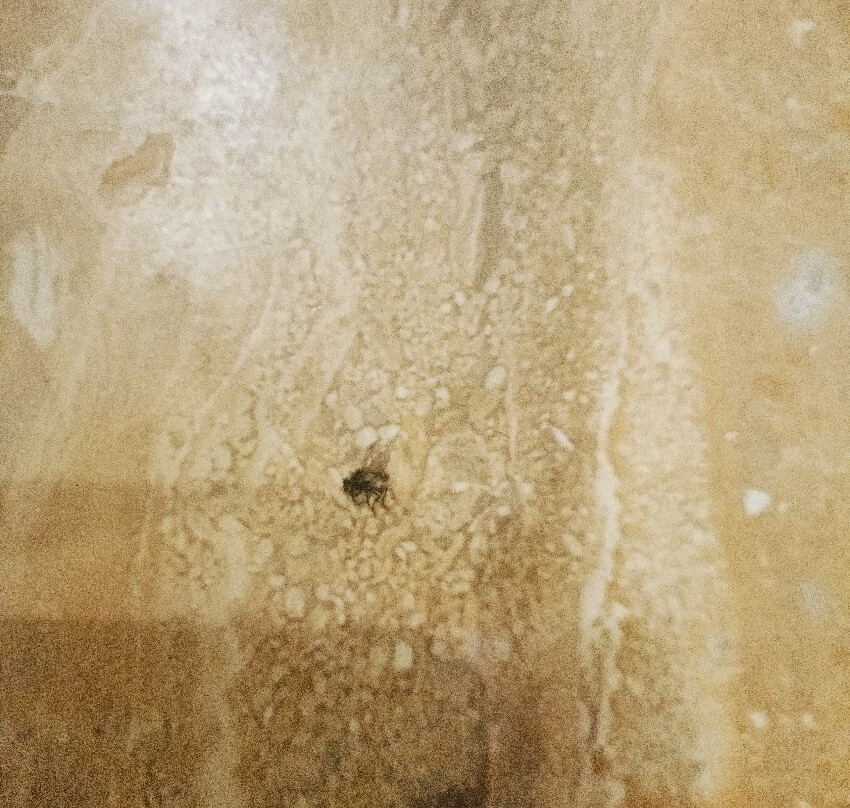 Click Hotel Kohinoor, Ludhiana主图