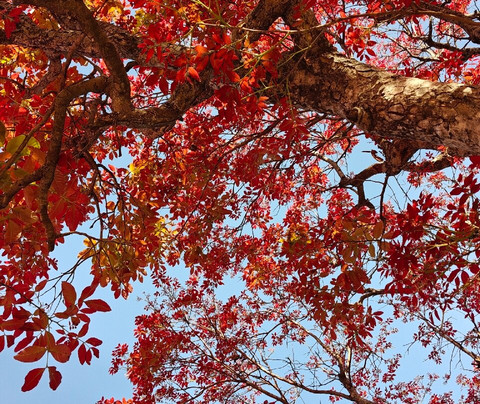 Chamtaburu Eco Resort