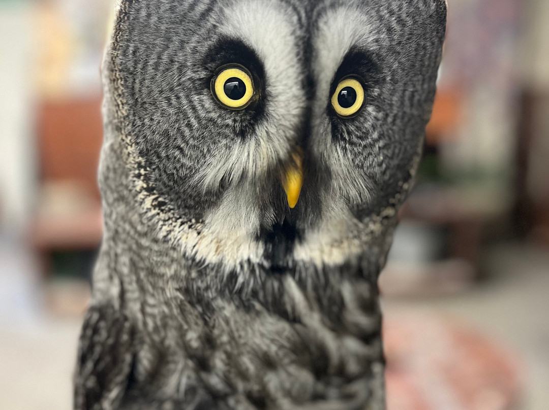 Riverside Falconry景点图片