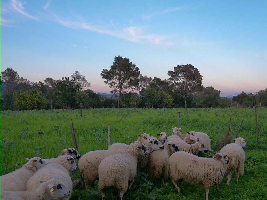 Can Pizà Boutique Winery景点图片