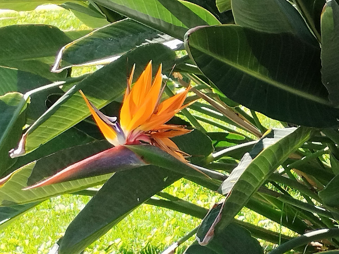Hotel Parque Tropical主图