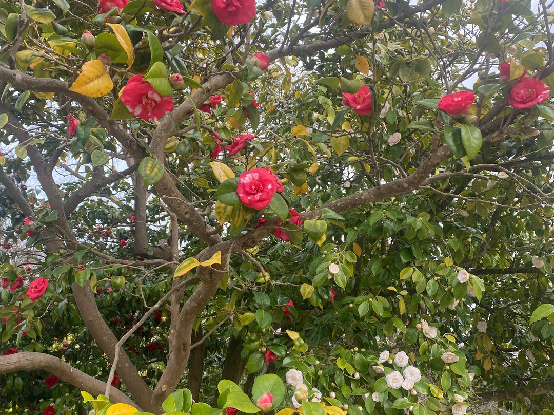 Claremont Landscape Garden景点图片