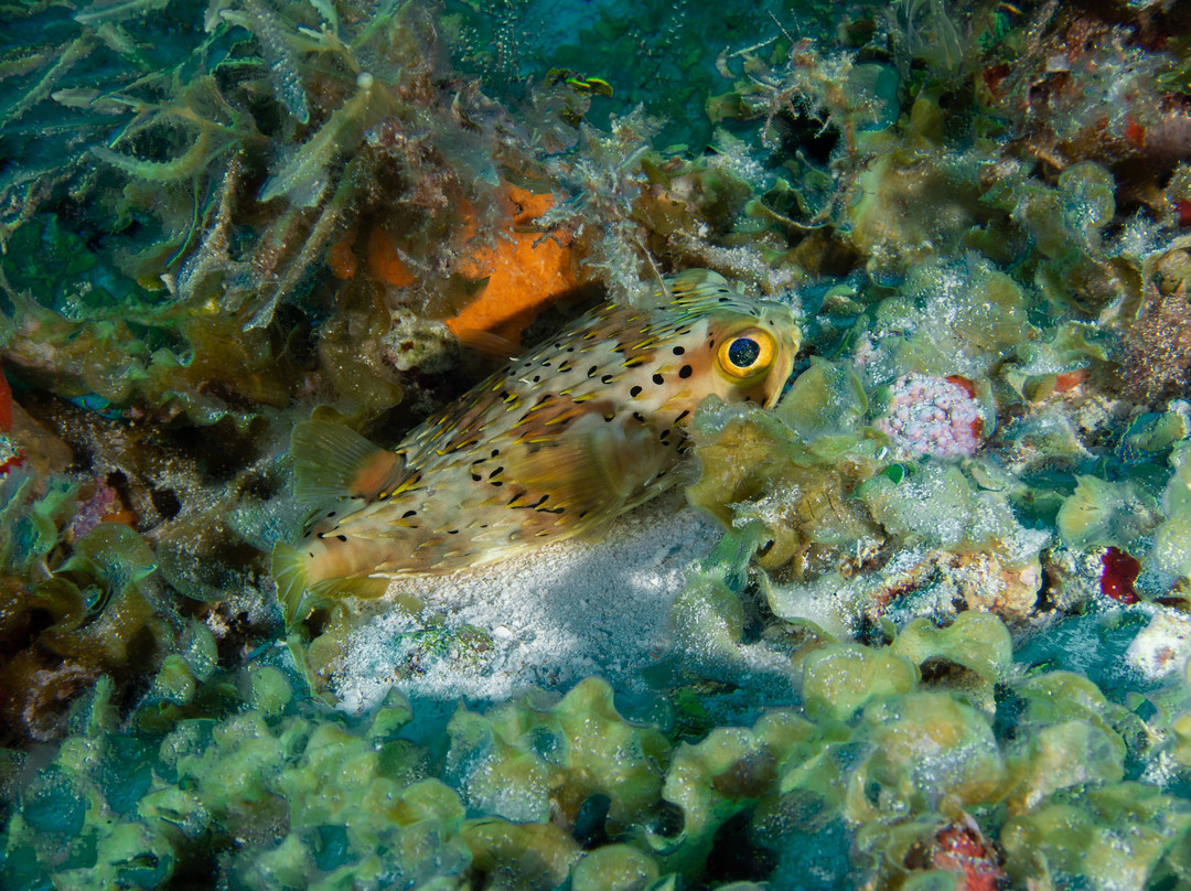 Bottom Time Divers-考祖梅必去景点