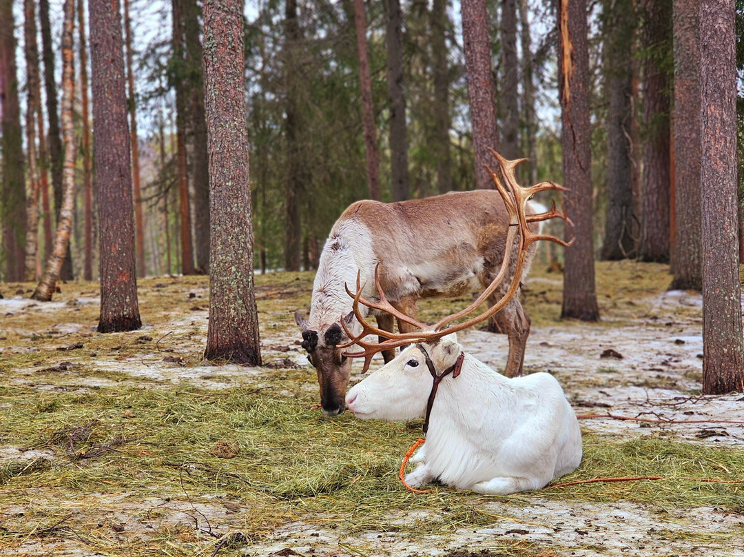Tatuka Reindeerfarm-Ylitornio必去景点