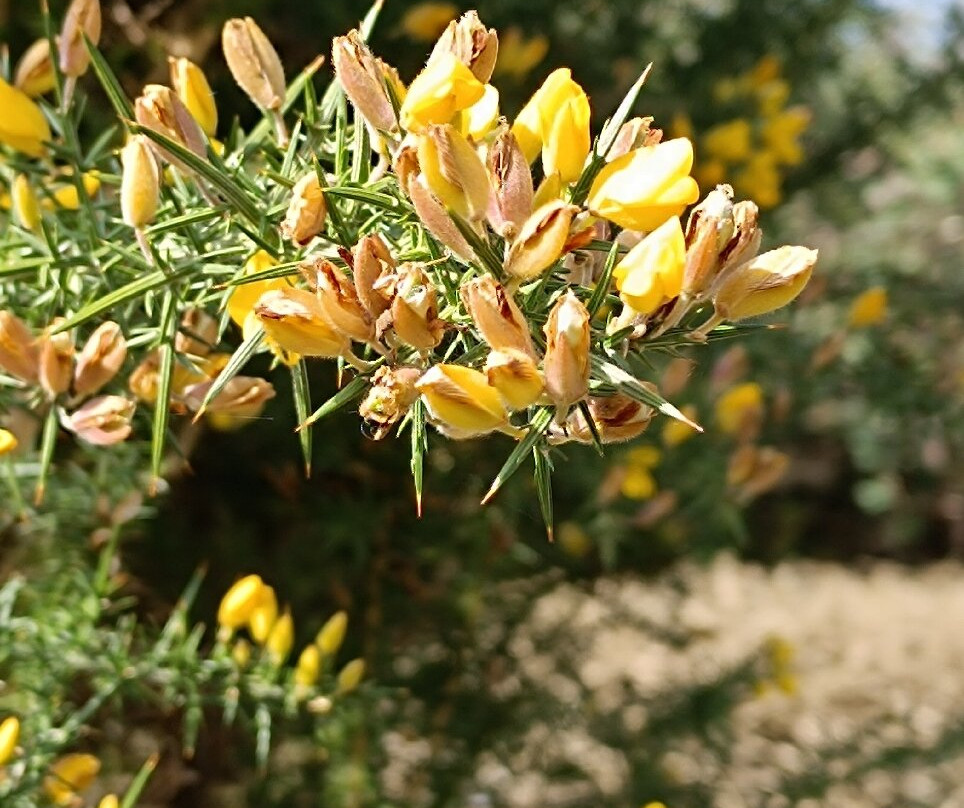 The Bach Centre-Brightwell-cum-Sotwell必去景点