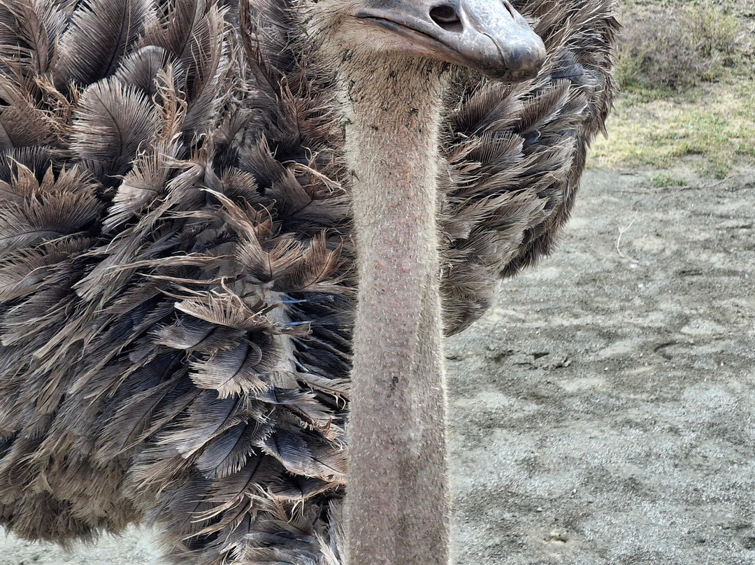 Topcats Safaris Ltd-内罗毕必去景点