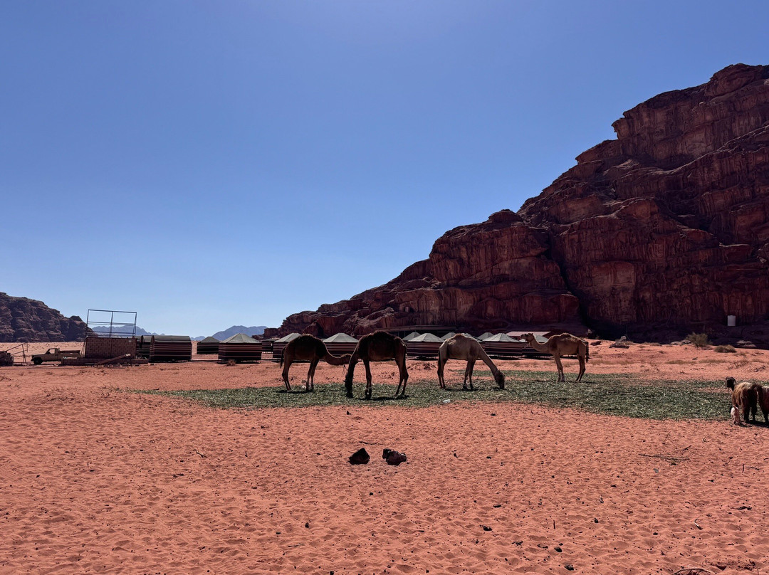 Bedouin friends camp