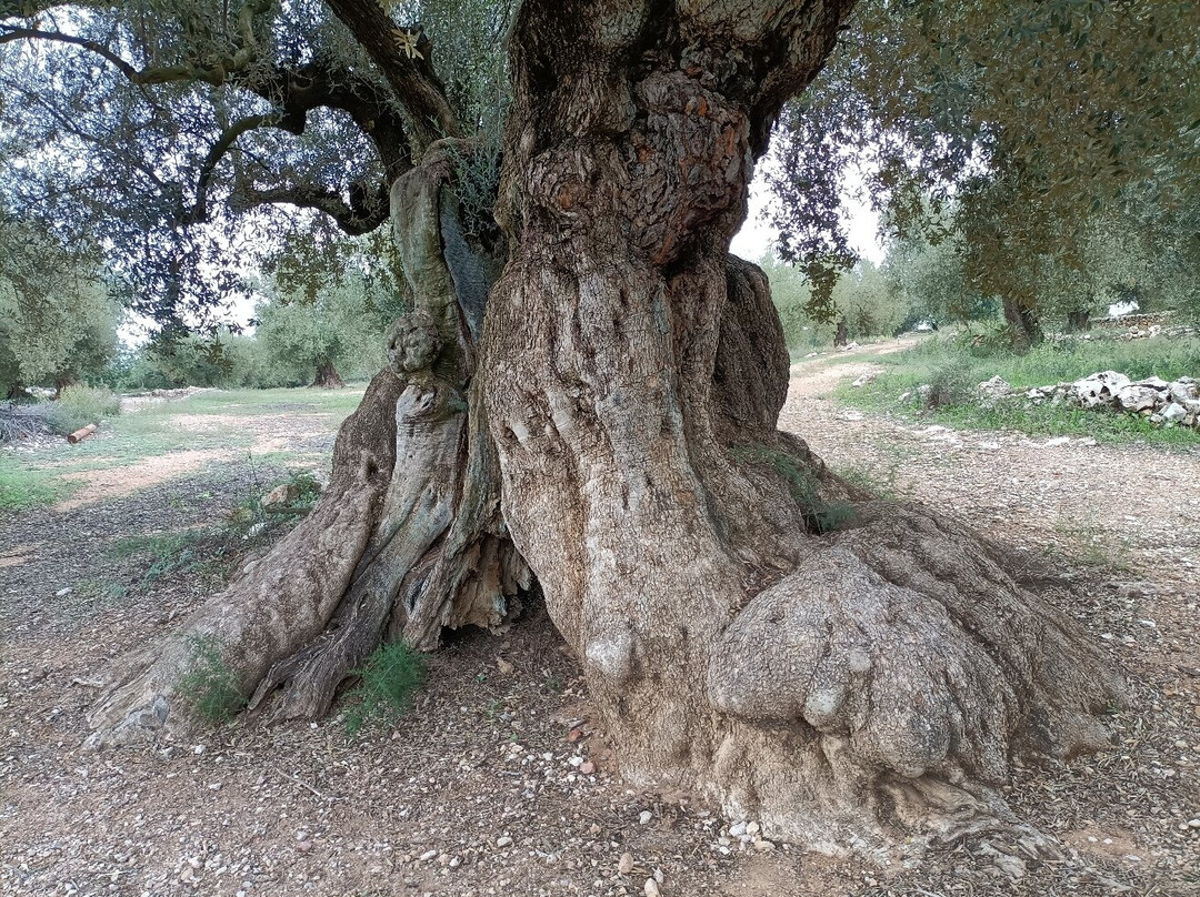 La Farga De Arion景点图片