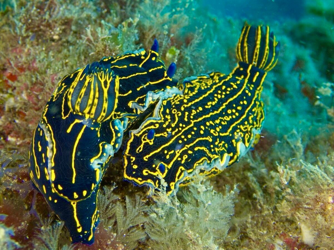Davy Jones Diving-大加纳利必去景点