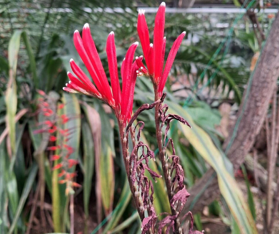 Botanical Garden, Bonn-波恩必去景点