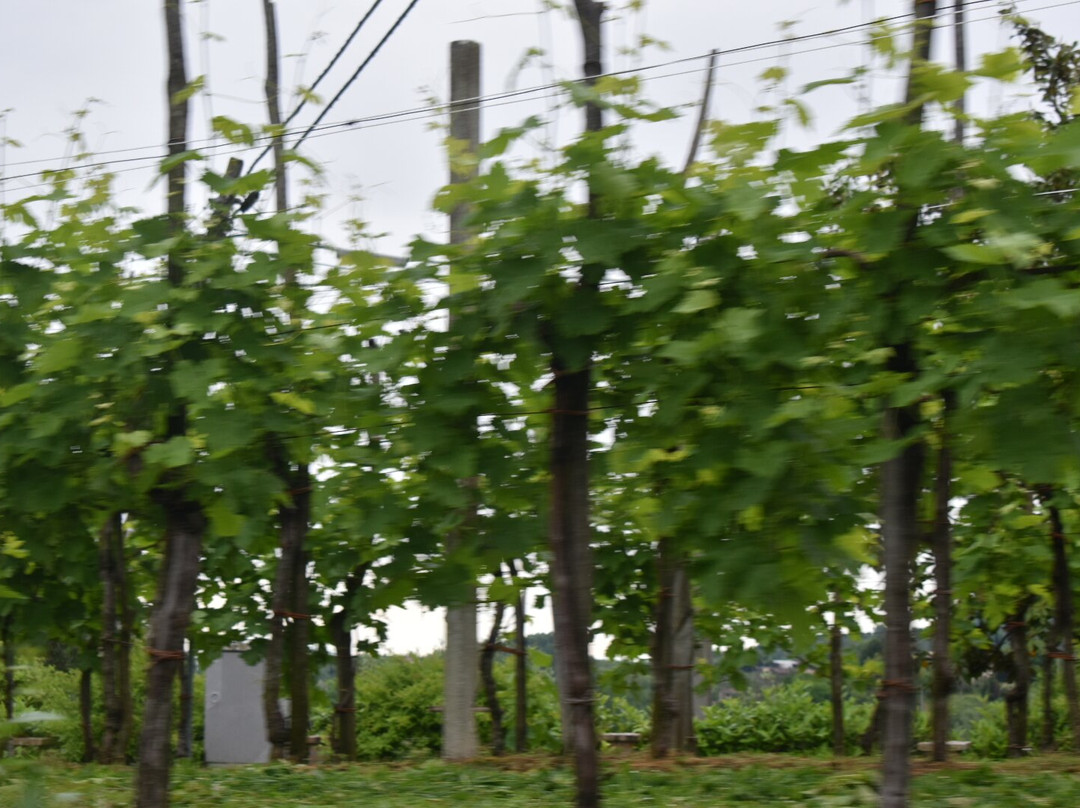 Tenuta Amadio-Monfumo必去景点