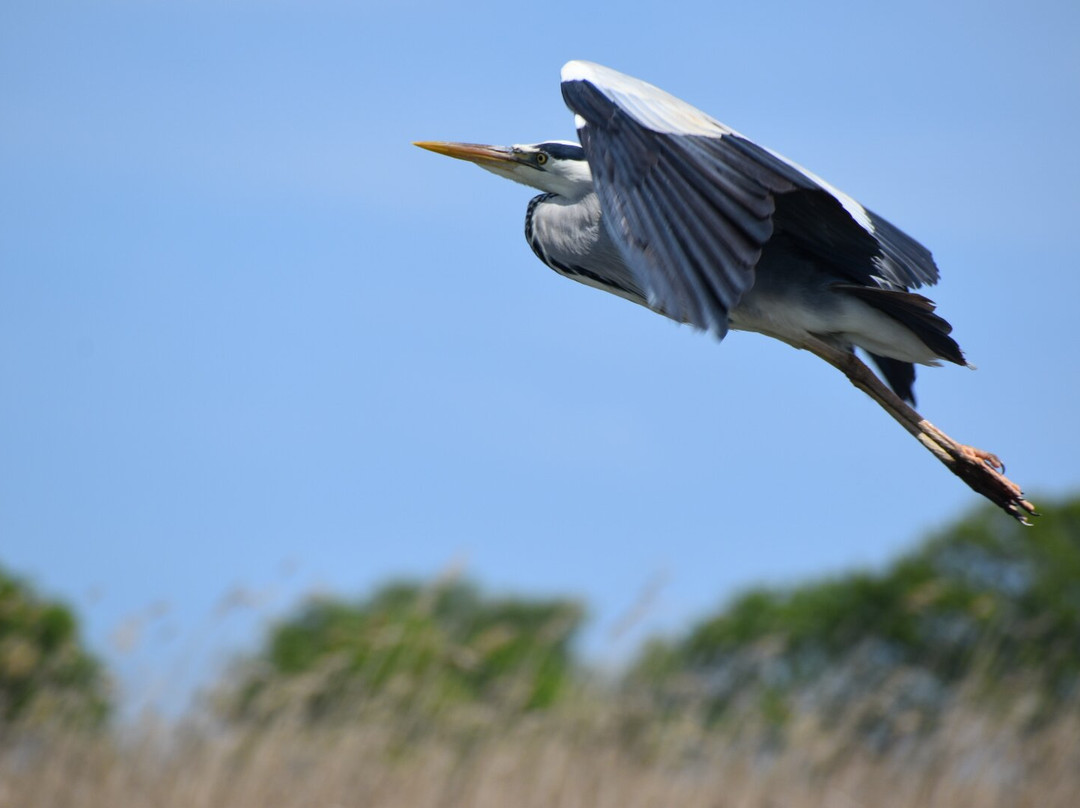 Ross' Wildlife Boat Trips-Mustard Hyrn必去景点