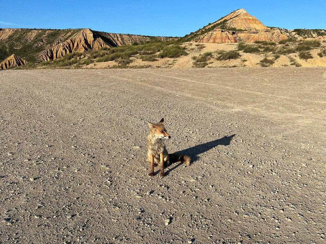 Compania de Guias de las Bardenas-Tudela必去景点