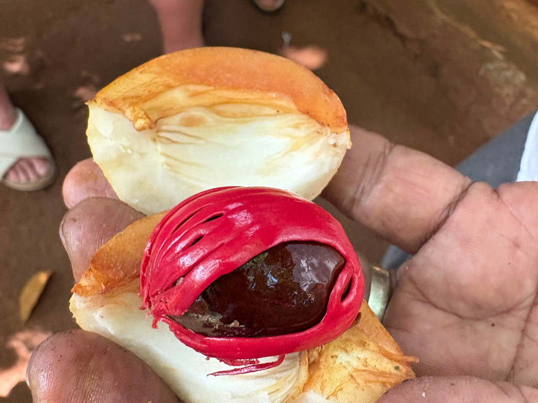 Highland Spice Garden-Matale必去景点