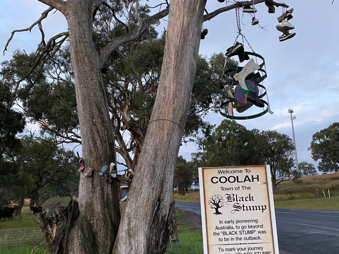 The Black Stump-Coolah必去景点
