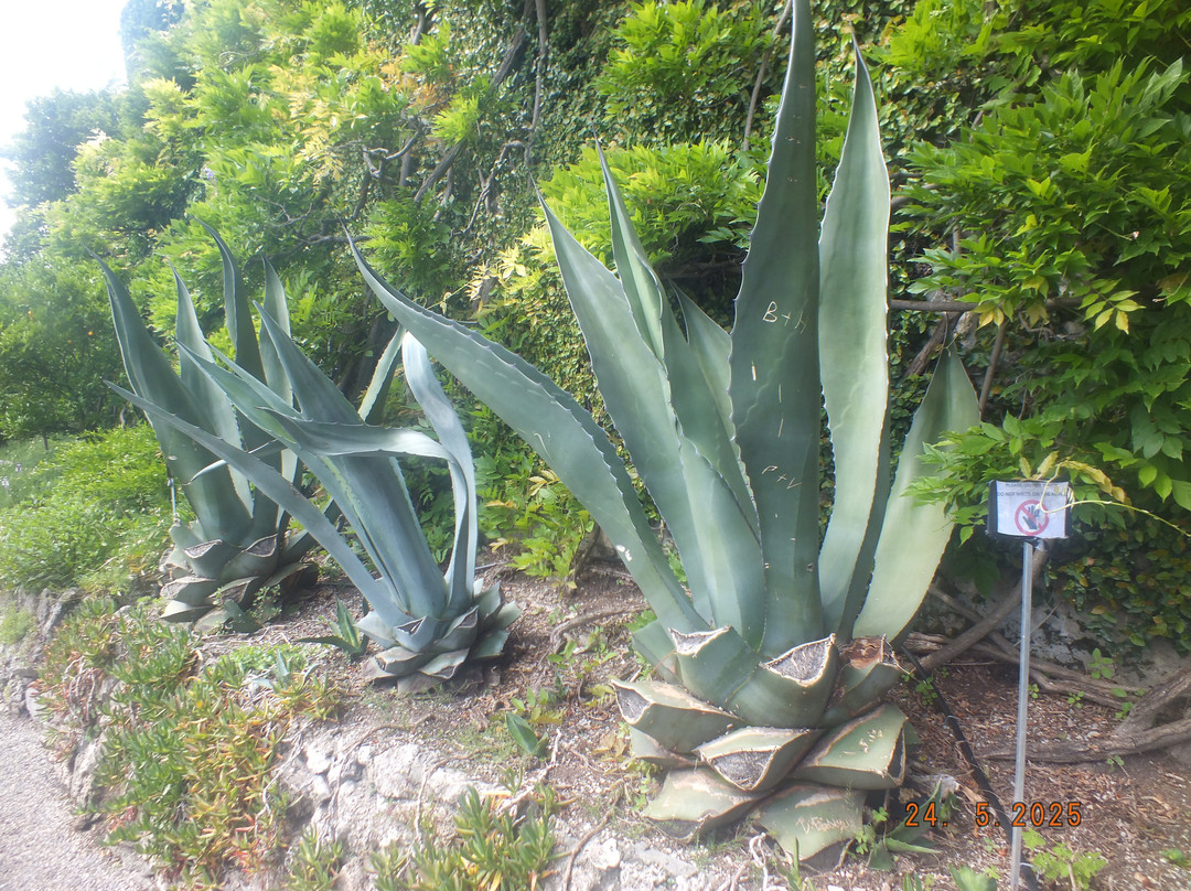 Il Giardino Botanico景点图片