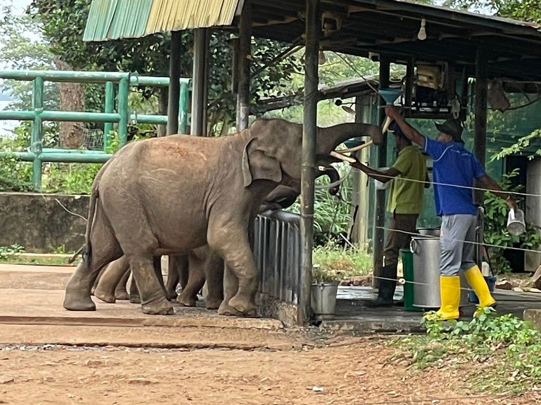 Elephant Transit Home (ETH)景点图片