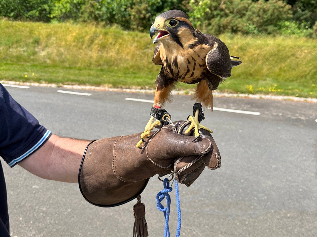 East Sussex Falconry景点图片