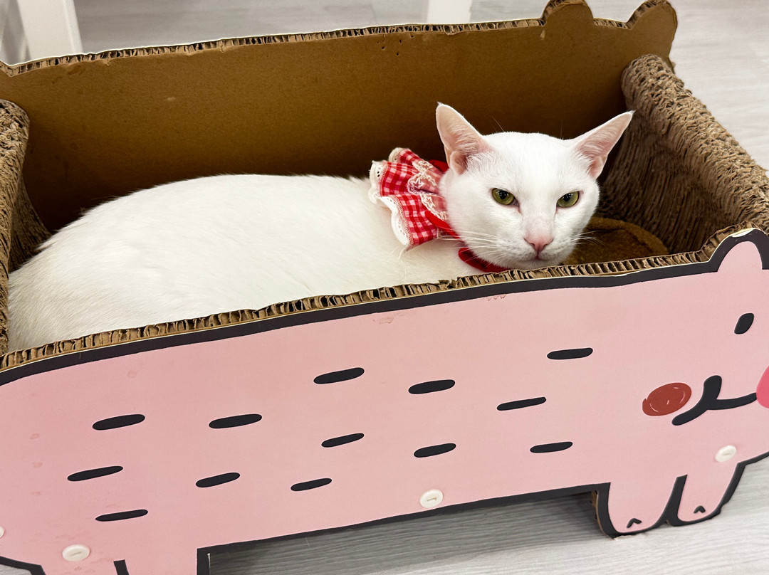 Cats Tea Room (causeway Bay)