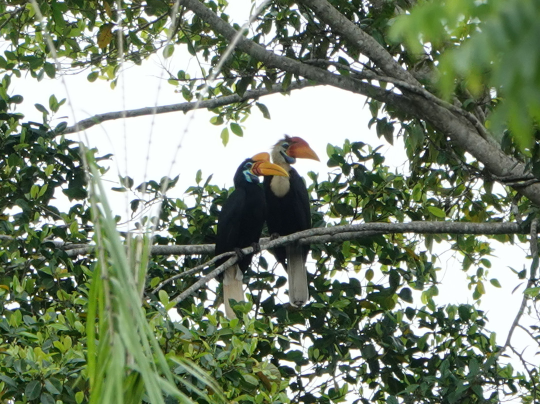 Tentena wildlife tour and Lorelindu national park景点图片