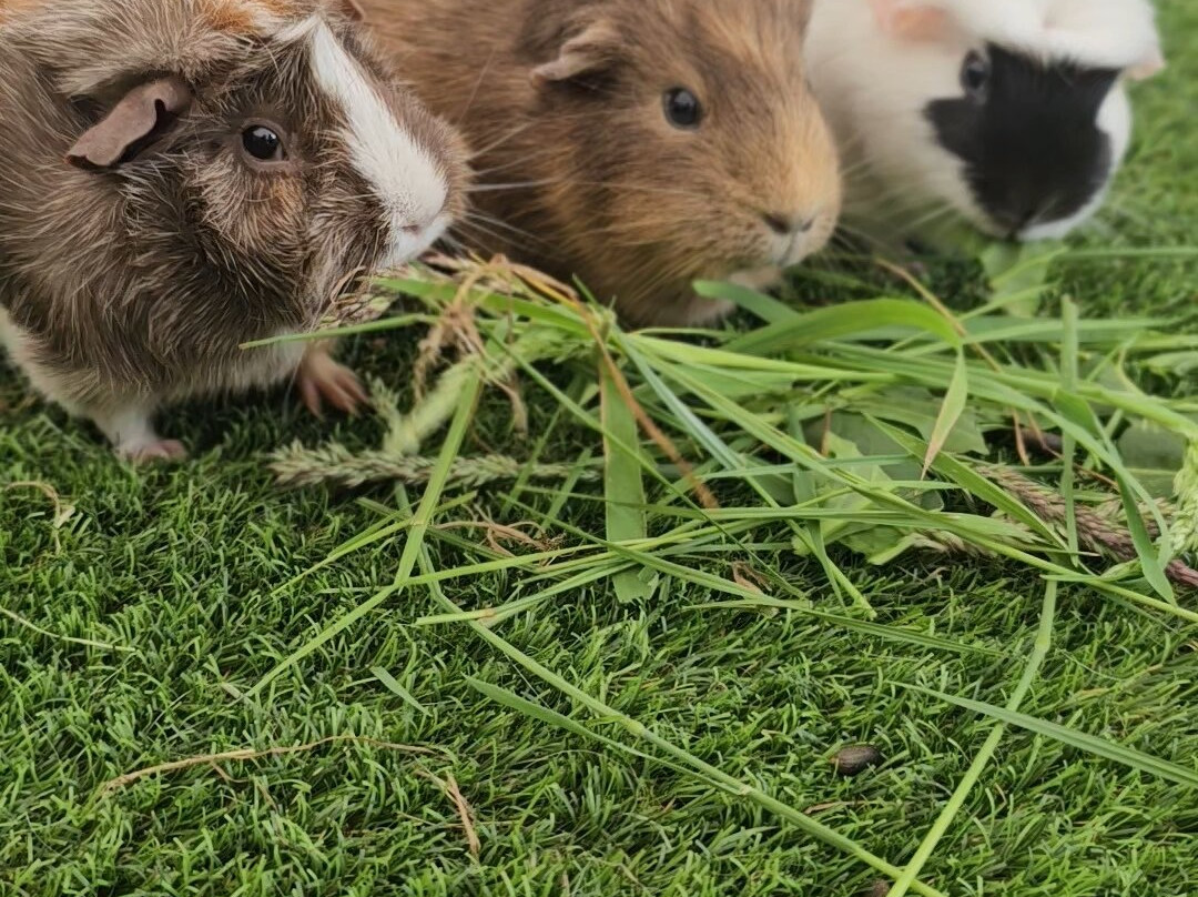 Thrift Farm景点图片