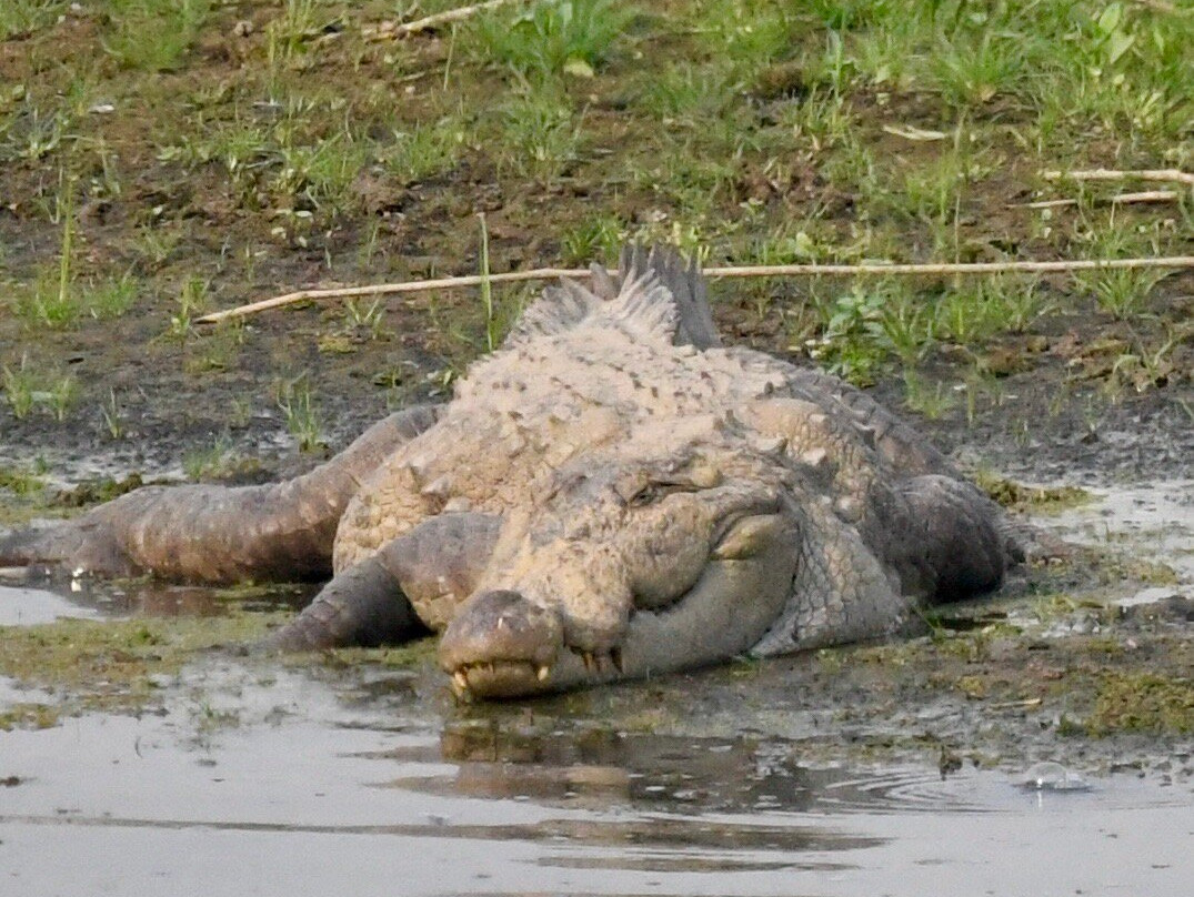 Mowgli's Eco Adventure-苏拉哈必去景点