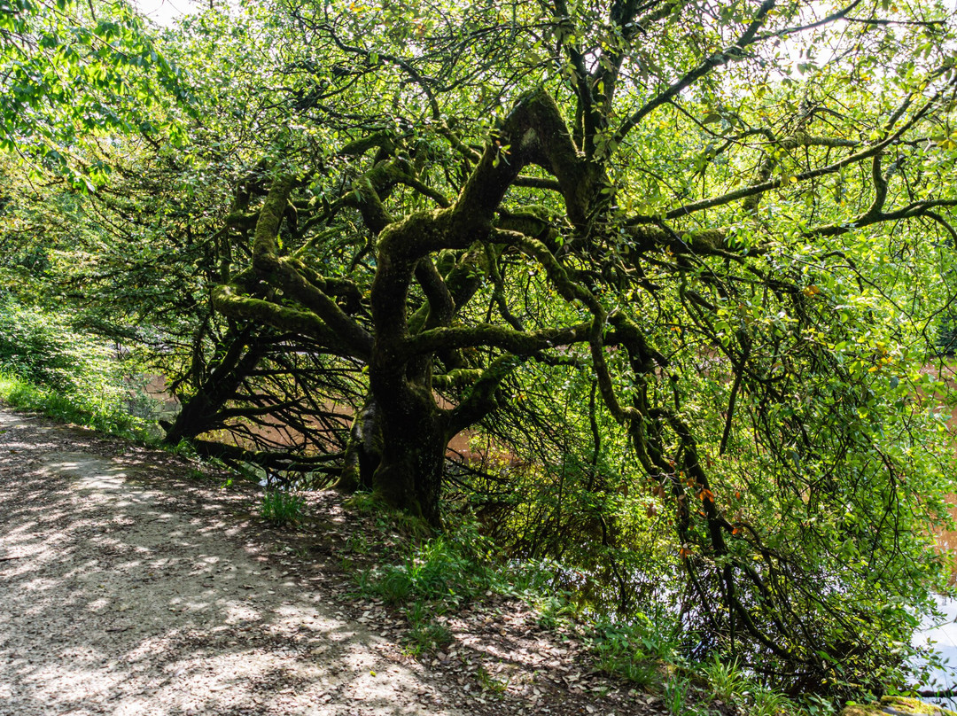 Ingleborough Estate Nature Trail景点图片