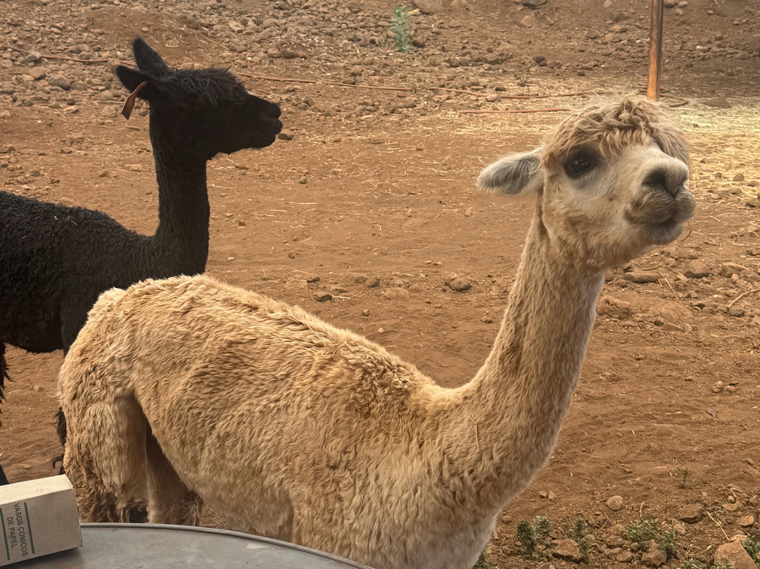 Maui Dragon Fruit Farm-拉海纳必去景点