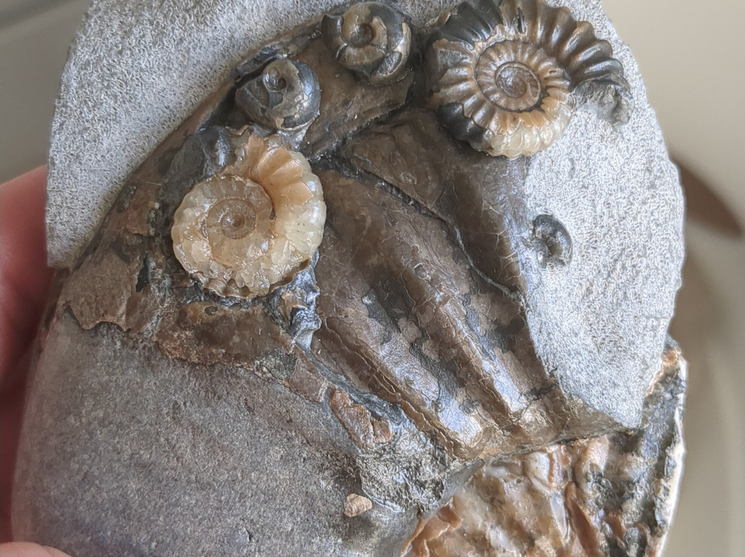 Jurassic Coast Guides-Charmouth必去景点