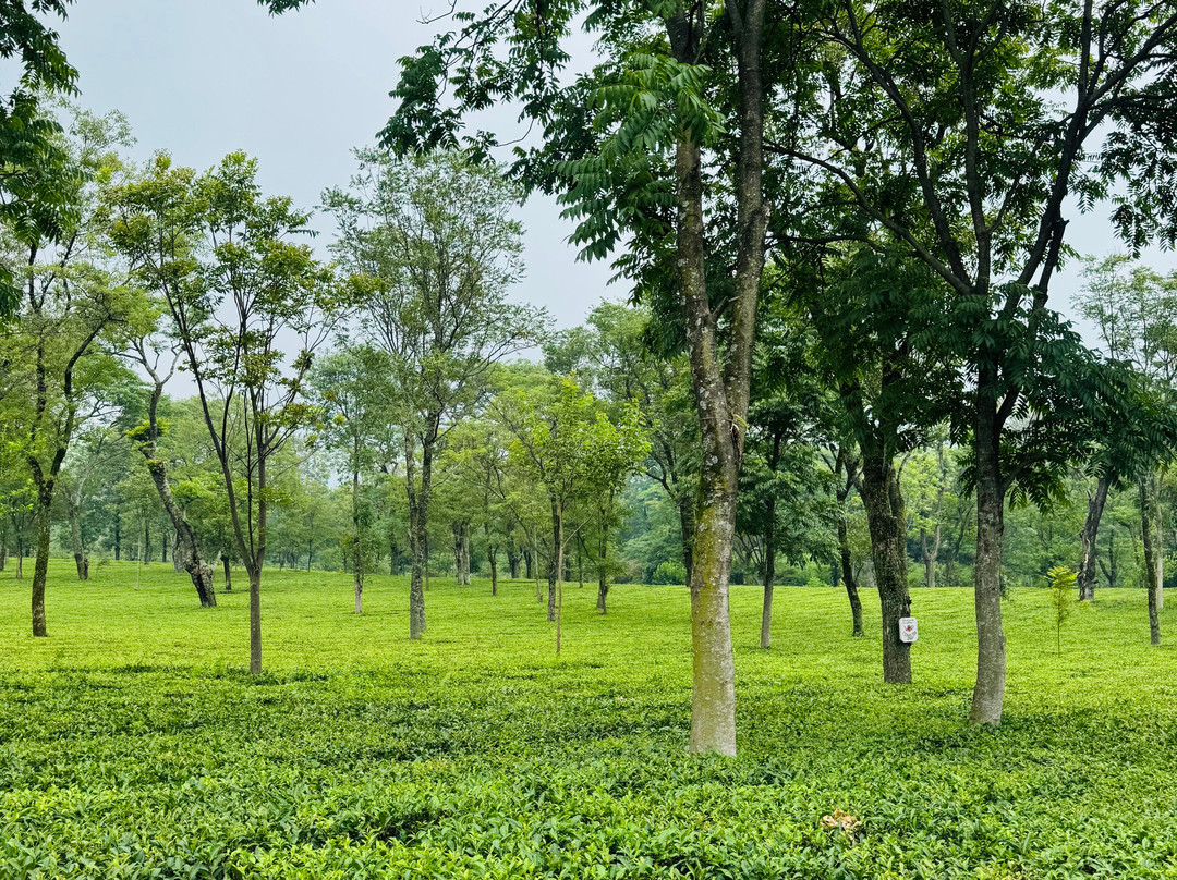 Wah Tea Estate-Palampur必去景点